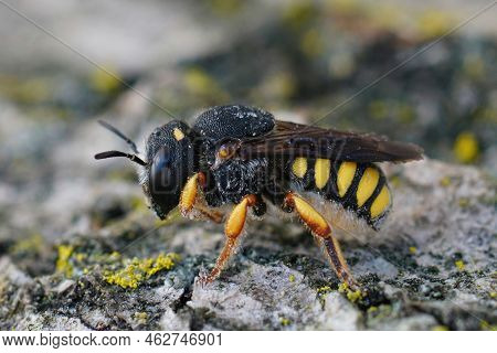 Detailed Closeup On A Female Mediterranean Small Black-tailed, Small-woolcarder Solitary Bee, Pseudo