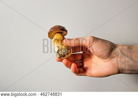 Man\'s Hand Holds Edible Polish Mushroom With Brown Cap Or Pileus And Thick Stem On A White Backgrou
