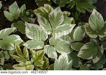 Close Up Of Varieagated Leaves Of Aegopodium Podagraria Called Bishop's Weed Or Goutweed, Selective 