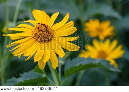 Close Up Of Yellow Flower Of Tithonia Diversifolia (mexican Sunflower Or Nitobe Chrysanthemum) In Ga