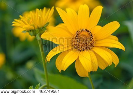 Close Up Of Yellow Flower Of Tithonia Diversifolia (mexican Sunflower Or Nitobe Chrysanthemum) In Ga