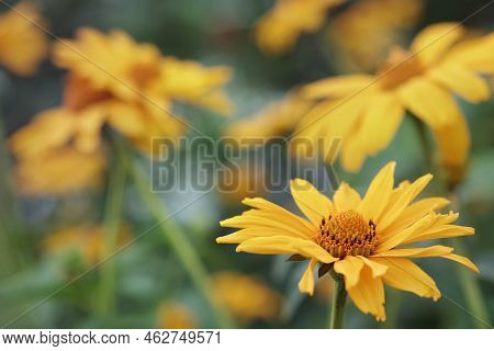 Close Up Of Blooming Of Daisy-like Flower Tithonia Diversifolia (mexican Sunflower Or Nitobe Chrysan