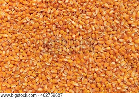 Top View Of Harvested Corn Grains As Background, Ripe Harvested Maize Seed