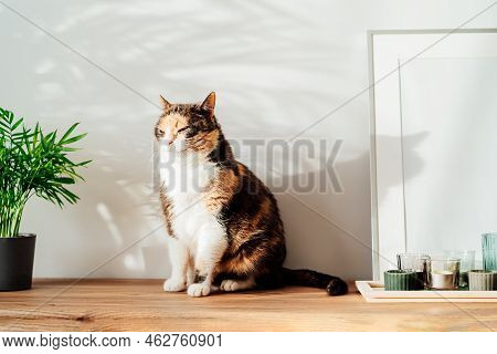 Relaxed Cat In Modern Minimalist Style Interior With White Poster Mockup, Candles On A Wooden Consol