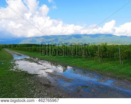 Vineyards In The Mountains. Grapes Grow On Green Slopes