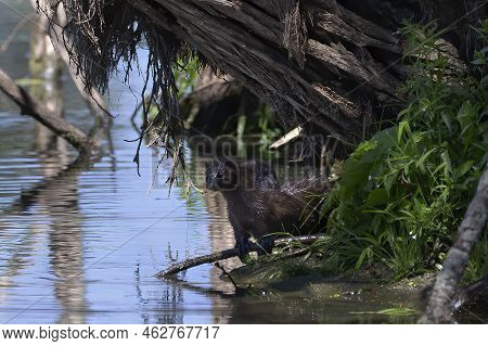 The American Mink (neogale Vison) On The Hunt