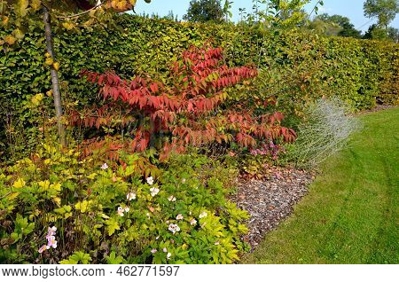 Deep Red Ovals That Gradually Turn Black. Flowering Is Very Abundant From The End Of May To The Midd