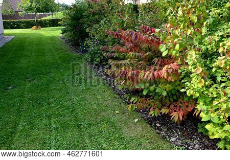 Deep Red Ovals That Gradually Turn Black. Flowering Is Very Abundant From The End Of May To The Midd