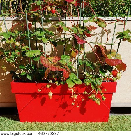 Year-round seedlings - strawberry bushes grow in red hanging pots. Homegrown in September and October . Home garden. Growing fruit in autumn. Strawberries in red flowerpot.