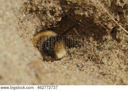 Natural Closeup On A Male Cellophane Solitary Bee, Colletes Cunicularius Peaking From The Opening Of