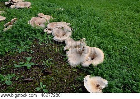 Cap 300 Mm Wide, And Finely Velvety, Soon Deeply Funnel-shaped, Sometimes Fan-shaped, Acuminately As