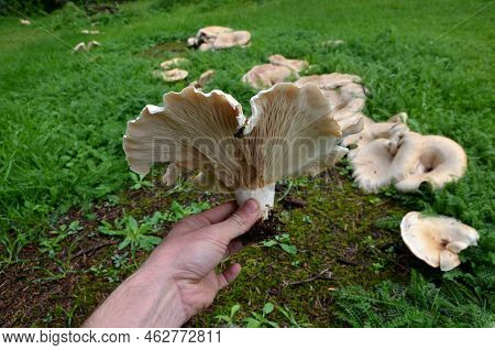 Cap 300 Mm Wide, And Finely Velvety, Soon Deeply Funnel-shaped, Sometimes Fan-shaped, Acuminately As