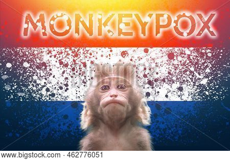 A New Outbreak Of Viral Infection At Netherlands , Monkey Pox. Little Monkey Looks Up At Dutch Flag 