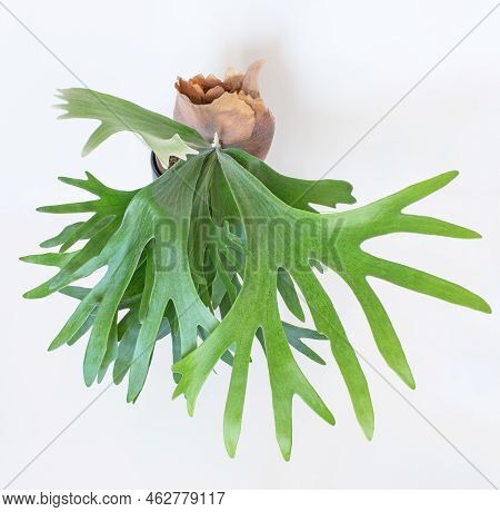 Growing Staghorn Fern From An Above View