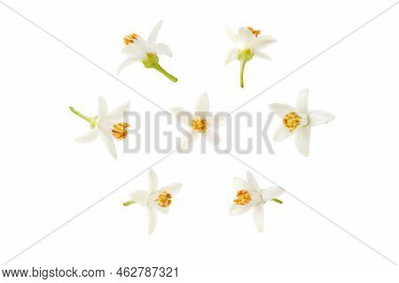 Neroli White Flower In Different Positions Set Isolated Transparent Png. Citrus Bloom. Seven Orange 