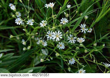 Many Small White Flowers. View From Above