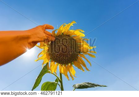 A Gloved Hand Touches A Sunflower Against The Blue Sky