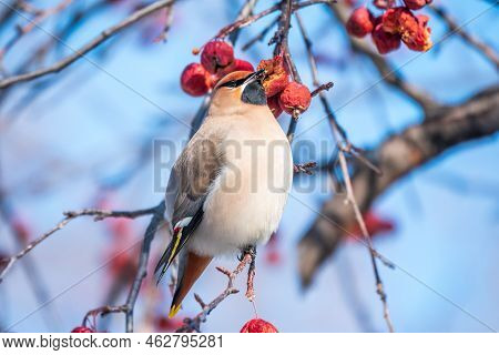 Bohemian Waxwing, A Beautiful Tufted Bird, Latin Name Bombycilla Garrulus, Sitting On A Wild Apple T