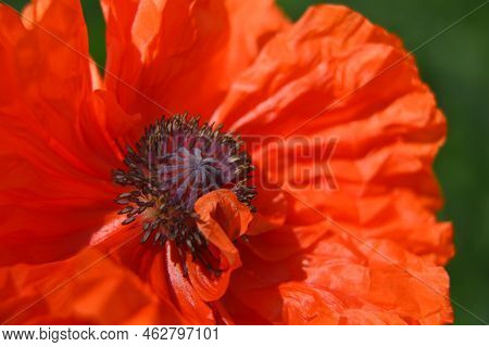 Poppy Flower Close-up, Shallow Depth Of Field