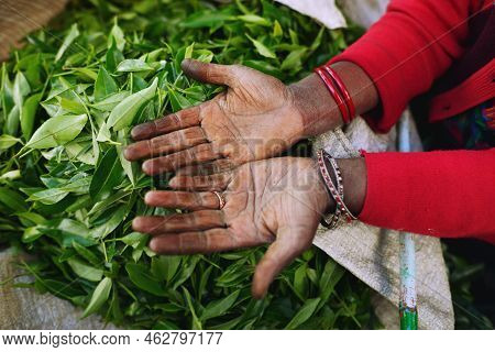 Tea Pickers Hands On A Background Of Fresh Tea Leaves