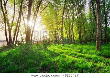 Jarní krajina. Krásná scéna v lese, s Sun