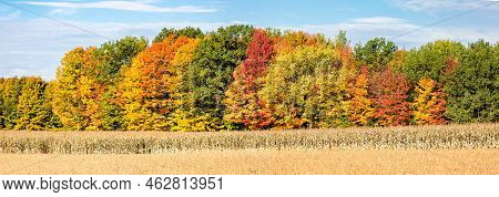 Wisconsin Corn, Soybeans And Colorful Autamn Trees In October, Panorama