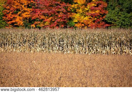 Wisconsin Corn, Soybeans And Colorful Autamn Trees In October, Horizontal