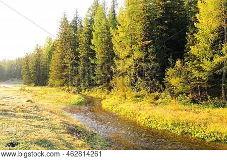 A Winding River At The Edge Of A Coniferous Forest Illuminated By The Rising Sun.