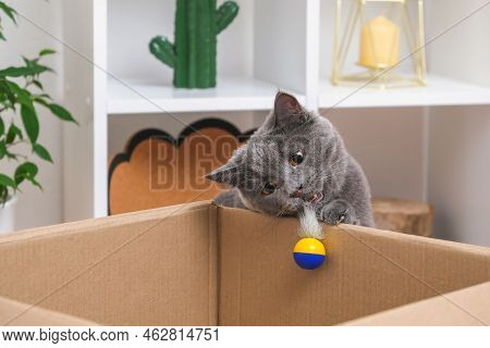 A Grey Cat Is Playing In A Cardboard Box. A Gray Cat Is Hunting For A Toy. The Cat Is A Predator. Th