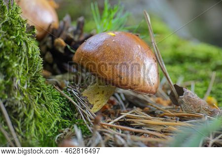 Suillus Variegatus Is A Species Of Edible Mushroom Commonly Called The Velvet Bolete Or Variegated B