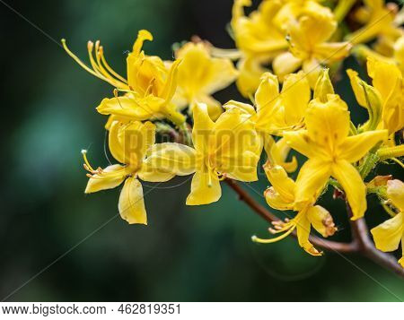Flowers Yellow Rhododendron In The Park. Rhododendron Luteum, Yellow Azalea Or Honeysuckle Azalea Br