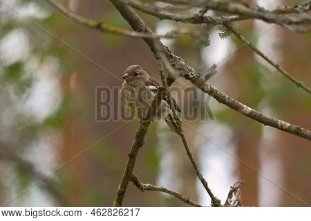 Chaffinch Young On A Branch In The Forest. Brown, Gray, Green Plumage. Small Songbird In Nature. Ani