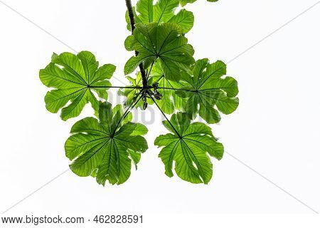 A Branch Of A Pumpwood Plant Whose Leaves Are Finger-shaped And Green, Isolated On A Bright White Sk
