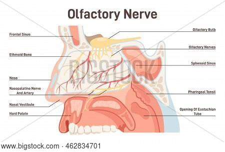 Olfactory Nerve Anatoy. Human Nasal Cavity Structure. Olfactory Bulb