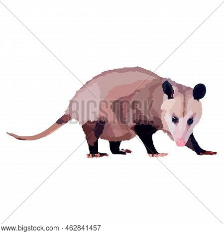 Realistic North American Opossum Vector Illustration Wild Animal