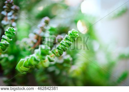 Home Flower In A Pot Sukkulent Crassula Hottentot Close Up, Green Background