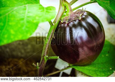 Close-up Eggplant Plant Growing In Greenhouse. Aubergine Plants In Plantation. Aubergine Vegetables 