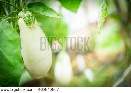 Close-up White Eggplant Plant Growing In Greenhouse. Aubergine Plants In Plantation. Aubergine Veget