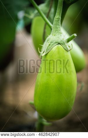 Close-up Eggplant Plant Growing In Greenhouse. Aubergine Plants In Plantation. Aubergine Vegetables 