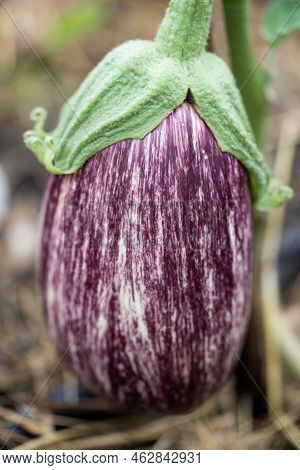 Close-up Eggplant Plant Growing In Greenhouse. Aubergine Plants In Plantation. Aubergine Vegetables 