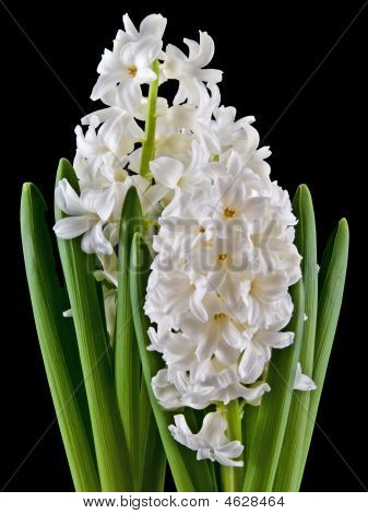 Hyacinth