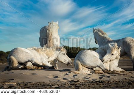 White Horses Are Lying In The Sand All Over The Landscape  Of Camargue, South Of France