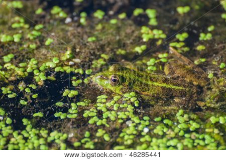 호수에 습지 개구리