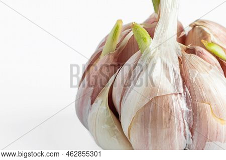 Sprouted Head Of Garlic On White Background. Garlic Bulb Cloves With Green Sprouts.