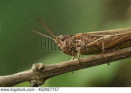 Detailed Closeup On An Adult European Bow-winged Grasshopper, Chorthippus Biguttulus Group Sitting O