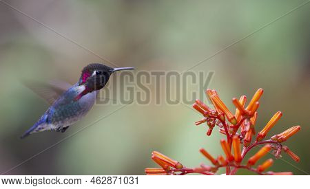 Selective Image Of Hummingbird Flying Near The Rde Flower