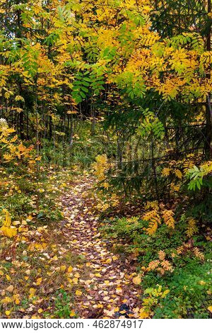 Autumn Season Forest Landscape With Maple Yellow Leaves On The Ground. Footpath In The Park. Kuopio 