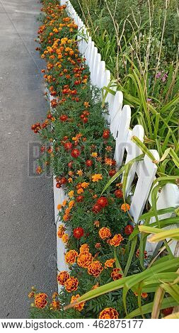 Tagetes Bloom Near White Fence. Manor Decoration Of Flowers. Autumn Flowers. Tagetes Grow By The Roa