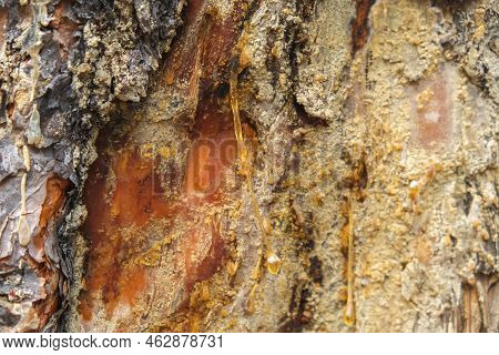 Wood Resin Coming Out Of Wood. Tree Sap Coming Out Of A Pine Tree. Resin Close-up. Extraction Of Res