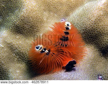 An Orange Christmas Tree Worm, Spirobranchus Giganteus Boracay Island Philippines